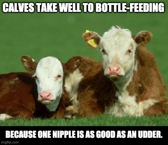 Nipple | CALVES TAKE WELL TO BOTTLE-FEEDING; BECAUSE ONE NIPPLE IS AS GOOD AS AN UDDER. | image tagged in baby cows | made w/ Imgflip meme maker