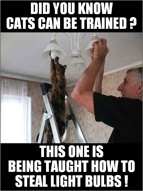 Never To Old To Learn New Skills | DID YOU KNOW CATS CAN BE TRAINED ? THIS ONE IS BEING TAUGHT HOW TO STEAL LIGHT BULBS ! | image tagged in cats,training,thief,light bulb | made w/ Imgflip meme maker
