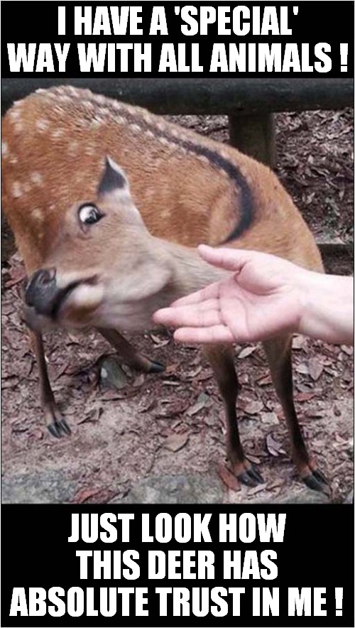 A Deluded 'Dr Dolittle' Personality | I HAVE A 'SPECIAL' WAY WITH ALL ANIMALS ! JUST LOOK HOW THIS DEER HAS ABSOLUTE TRUST IN ME ! | image tagged in fun,dr dolittle,animal,fear | made w/ Imgflip meme maker