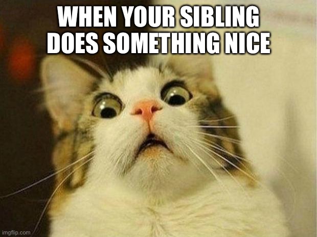 Scared Cat | WHEN YOUR SIBLING DOES SOMETHING NICE | image tagged in memes,scared cat | made w/ Imgflip meme maker