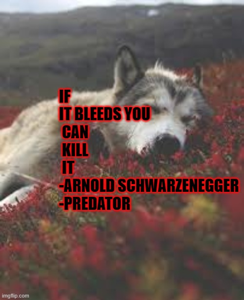 IF 
IT BLEEDS YOU
 CAN
 KILL
 IT
-ARNOLD SCHWARZENEGGER 
-PREDATOR | made w/ Imgflip meme maker