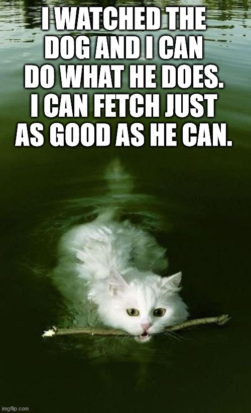 Cat swimming with stidk | I WATCHED THE DOG AND I CAN DO WHAT HE DOES. I CAN FETCH JUST AS GOOD AS HE CAN. | image tagged in cat swimming with stidk,cats | made w/ Imgflip meme maker