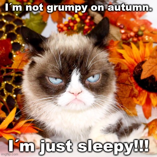 sleepy cat autumn aka autumn but it is a sleepy cat that is sleepy (not) all the time | I´m not grumpy on autumn. I´m just sleepy!!! | image tagged in grumpy cat autumn | made w/ Imgflip meme maker