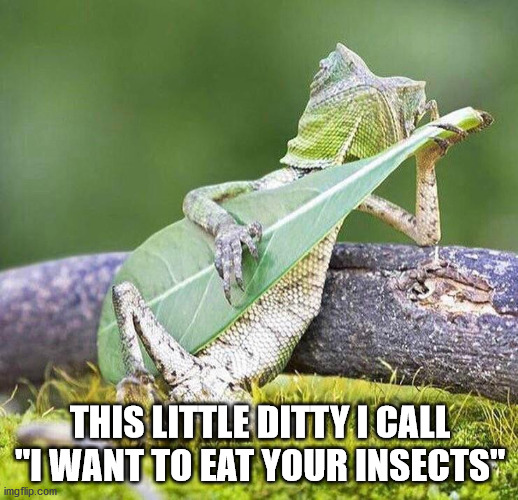 THIS LITTLE DITTY I CALL "I WANT TO EAT YOUR INSECTS" | made w/ Imgflip meme maker