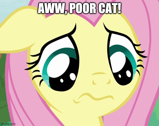 AWW, POOR CAT! | made w/ Imgflip meme maker
