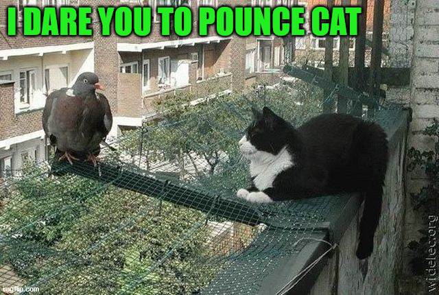 I DARE YOU TO POUNCE CAT | image tagged in cats | made w/ Imgflip meme maker