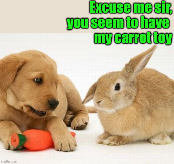 Excuse me sir, you seem to have 
my carrot toy | image tagged in bunnies | made w/ Imgflip meme maker