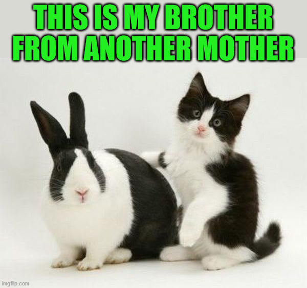 THIS IS MY BROTHER FROM ANOTHER MOTHER | image tagged in bunnies | made w/ Imgflip meme maker