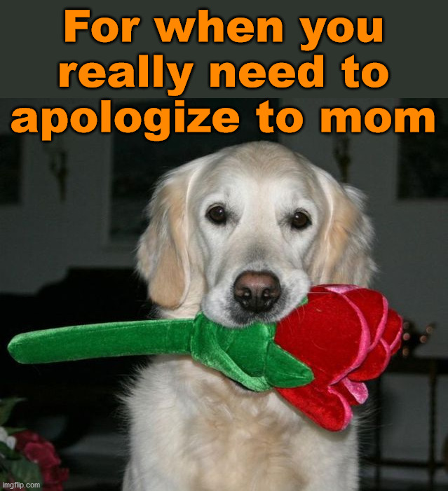 For when you really need to apologize to mom | image tagged in dogs | made w/ Imgflip meme maker