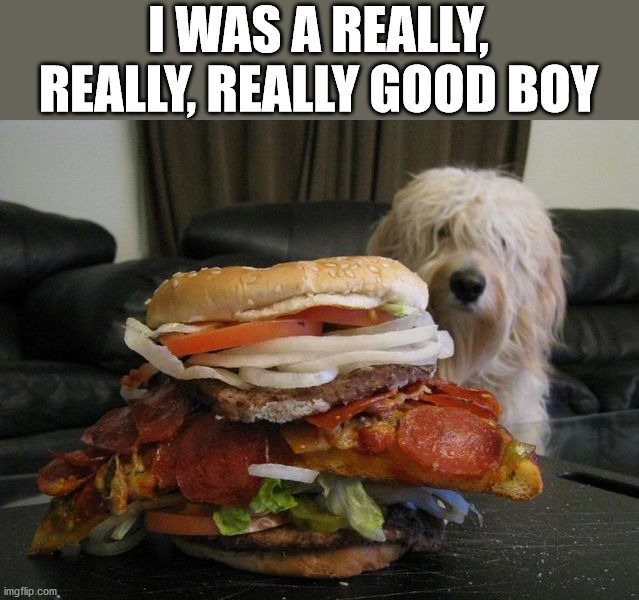 I WAS A REALLY, REALLY, REALLY GOOD BOY | image tagged in dogs | made w/ Imgflip meme maker