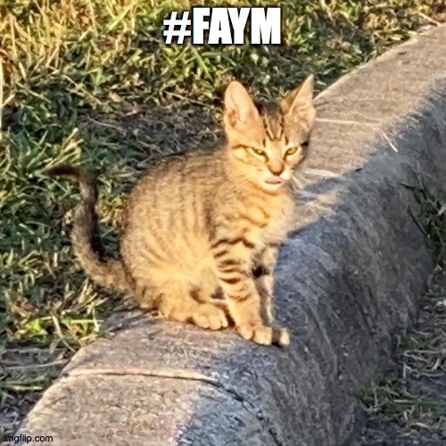 faym | #FAYM | image tagged in the fu kitten,kitten,tongue,wtf,lil,tail | made w/ Imgflip meme maker