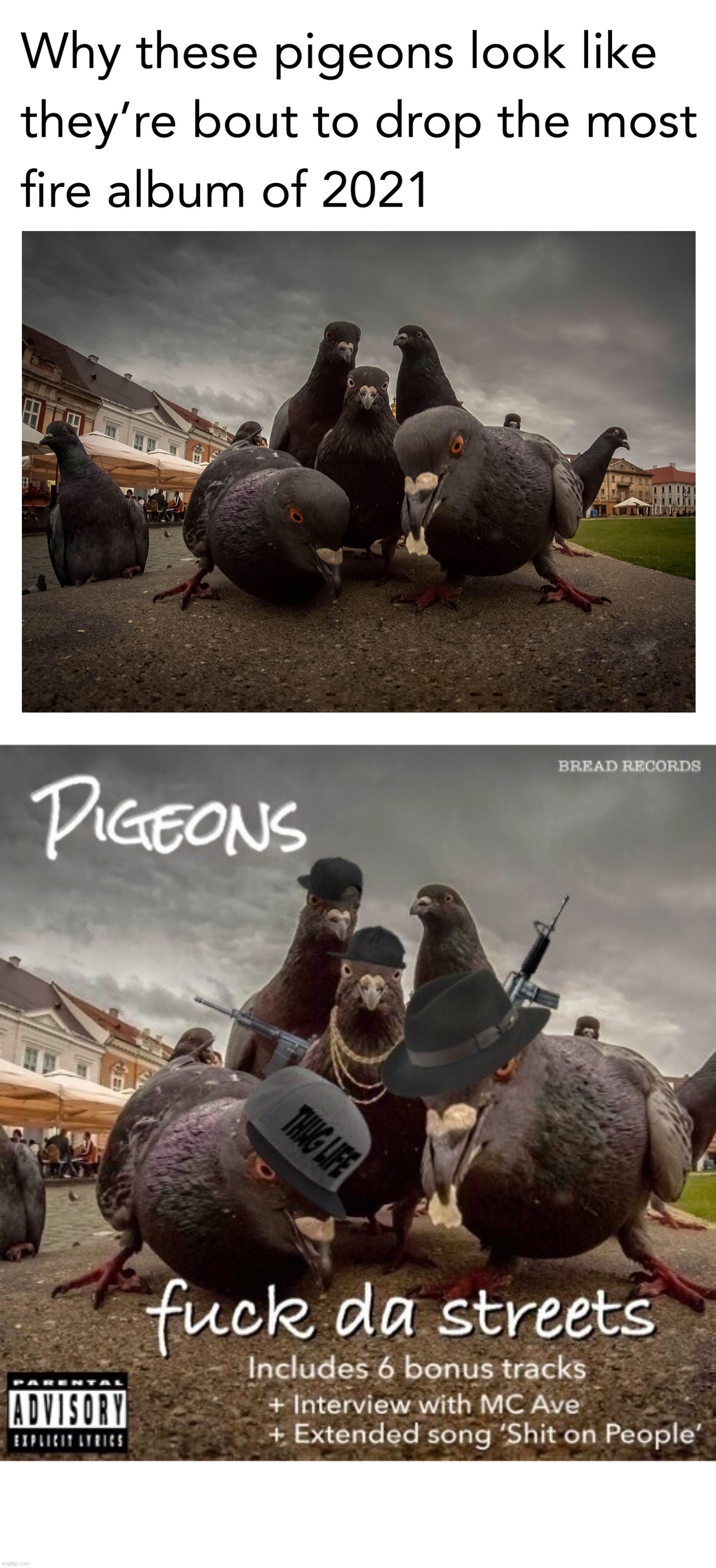 Pigeons | Pigeons Music Album ‘Fuck da Streets’
Bread Records 2021 | image tagged in memes,dank memes,funny memes,thug life,animals,so true memes | made w/ Imgflip meme maker