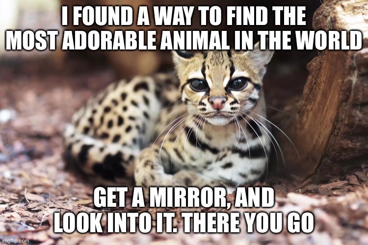Wholesome 100 | I FOUND A WAY TO FIND THE MOST ADORABLE ANIMAL IN THE WORLD; GET A MIRROR, AND LOOK INTO IT. THERE YOU GO | image tagged in yes,very,true | made w/ Imgflip meme maker