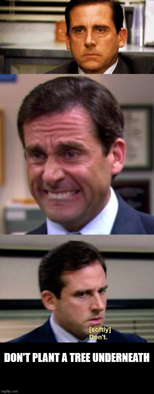 DON'T PLANT A TREE UNDERNEATH | image tagged in steve carell,michael scott,michael scott don't softly | made w/ Imgflip meme maker