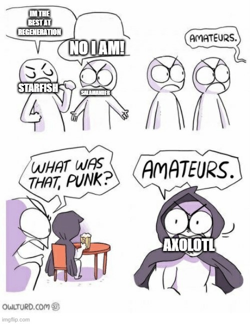 axolotl | IM THE BEST AT REGENERATION; NO I AM! STARFISH; SALAMANDER; AXOLOTL | image tagged in amateurs | made w/ Imgflip meme maker