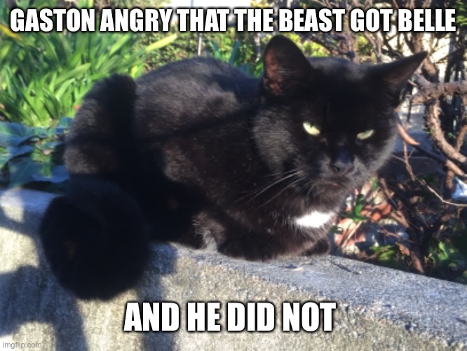 Gaston | GASTON ANGRY THAT THE BEAST GOT BELLE; AND HE DID NOT | image tagged in gaston,cat,meme | made w/ Imgflip meme maker