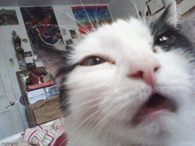 Disgusted Cat | image tagged in disgusted cat | made w/ Imgflip meme maker