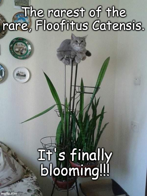 Rare plant in bloom | The rarest of the rare, Floofitus Catensis. It's finally blooming!!! | image tagged in cat,cat blooming | made w/ Imgflip meme maker