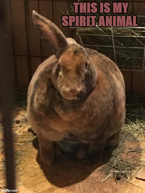 Beefy Bunny | THIS IS MY SPIRIT ANIMAL | image tagged in beefy bunny | made w/ Imgflip meme maker