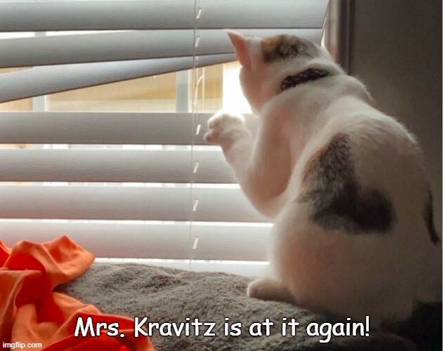 Gladys Kravits cat | Mrs. Kravitz is at it again! | image tagged in funny | made w/ Imgflip meme maker