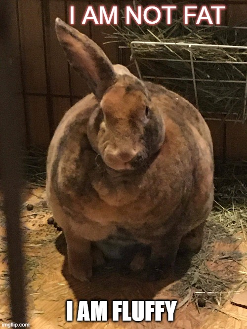 Beefy Bunny | I AM NOT FAT; I AM FLUFFY | image tagged in beefy bunny | made w/ Imgflip meme maker