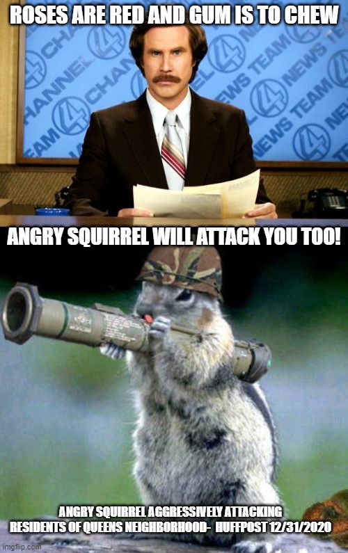 ROSES ARE RED AND GUM IS TO CHEW; ANGRY SQUIRREL WILL ATTACK YOU TOO! ANGRY SQUIRREL AGGRESSIVELY ATTACKING RESIDENTS OF QUEENS NEIGHBORHOOD-  HUFFPOST 12/31/2020 | image tagged in breaking news,memes,bazooka squirrel | made w/ Imgflip meme maker