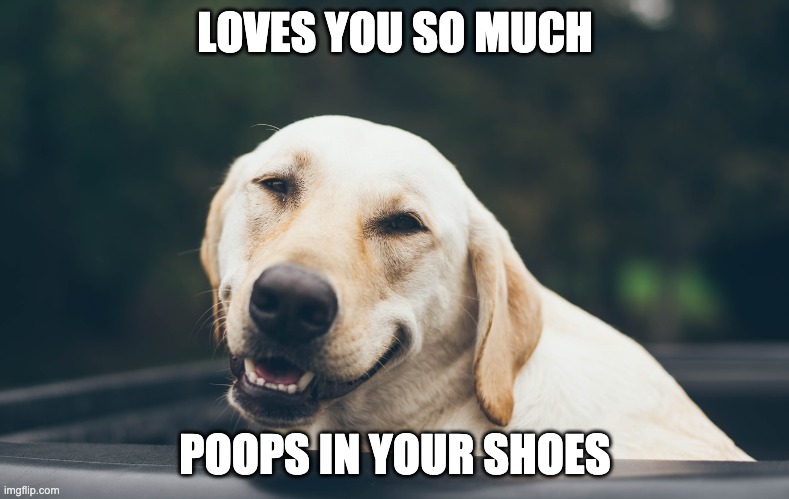 LOVES YOU SO MUCH; POOPS IN YOUR SHOES | made w/ Imgflip meme maker