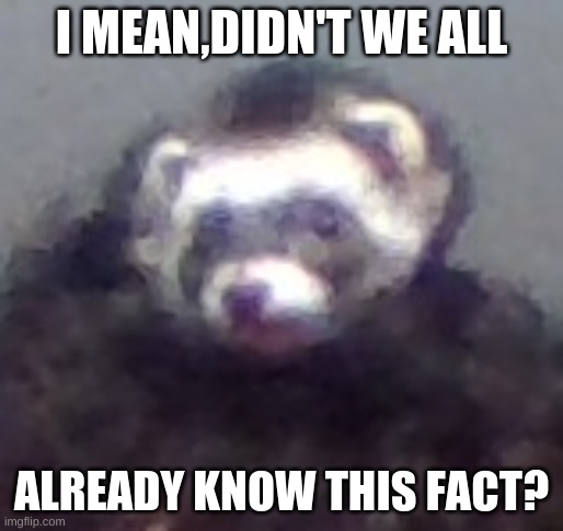zach's ferret | I MEAN,DIDN'T WE ALL ALREADY KNOW THIS FACT? | image tagged in zach's ferret | made w/ Imgflip meme maker
