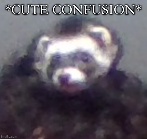 zach's ferret | *CUTE CONFUSION* | image tagged in zach's ferret | made w/ Imgflip meme maker