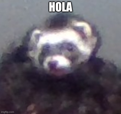 zach's ferret | HOLA | image tagged in zach's ferret | made w/ Imgflip meme maker