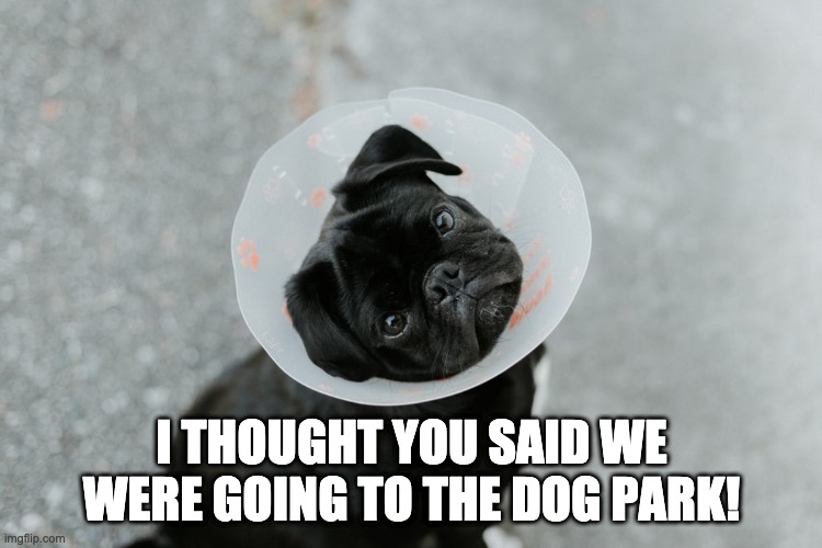 I THOUGHT YOU SAID WE WERE GOING TO THE DOG PARK! | made w/ Imgflip meme maker