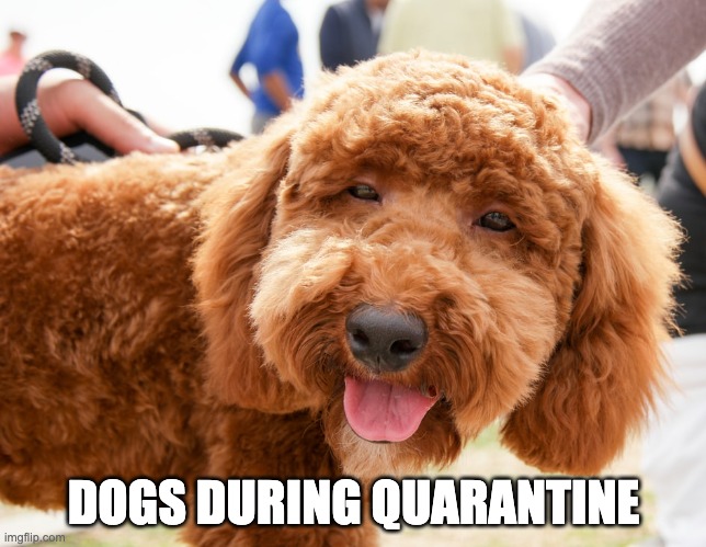 DOGS DURING QUARANTINE | made w/ Imgflip meme maker