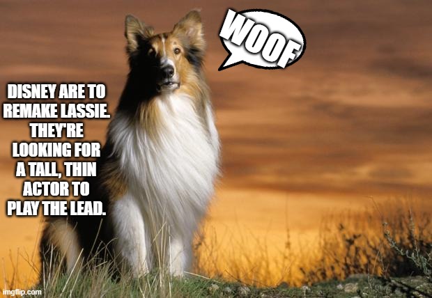 Lassie | WOOF; DISNEY ARE TO REMAKE LASSIE.
THEY'RE LOOKING FOR A TALL, THIN ACTOR TO PLAY THE LEAD. | image tagged in lassie | made w/ Imgflip meme maker