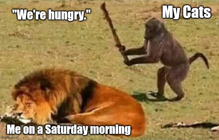 Hungry Cats |  My Cats; "We're hungry."; Me on a Saturday morning | image tagged in drunk monkey,memes,hungry cat,grumpy cat,woman yelling at cat | made w/ Imgflip meme maker