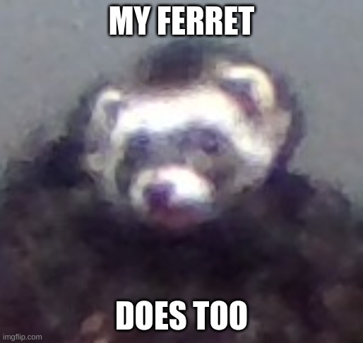 zach's ferret | MY FERRET DOES TOO | image tagged in zach's ferret | made w/ Imgflip meme maker