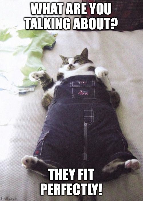 Fat Cat | WHAT ARE YOU TALKING ABOUT? THEY FIT PERFECTLY! | image tagged in memes,fat cat | made w/ Imgflip meme maker