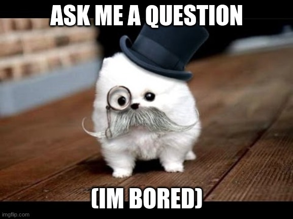 If You Ask Me (Dog) | ASK ME A QUESTION; (IM BORED) | image tagged in if you ask me dog | made w/ Imgflip meme maker