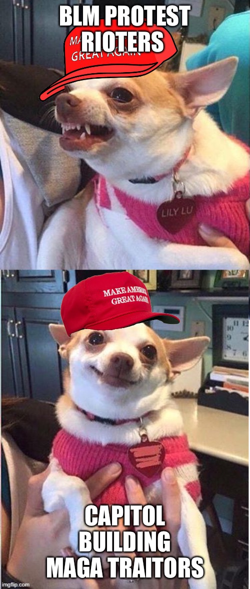 Angry then happy MAGA dog- an AN0NYM0US template | BLM PROTEST RIOTERS; CAPITOL BUILDING MAGA TRAITORS | image tagged in angry then happy maga dog | made w/ Imgflip meme maker