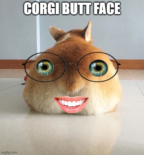 corgi butt face | CORGI BUTT FACE | image tagged in corgi,face,butt | made w/ Imgflip meme maker