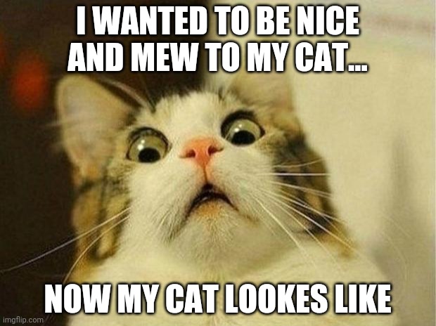 Scared Cat | I WANTED TO BE NICE AND MEW TO MY CAT... NOW MY CAT LOOKES LIKE | image tagged in memes,scared cat | made w/ Imgflip meme maker