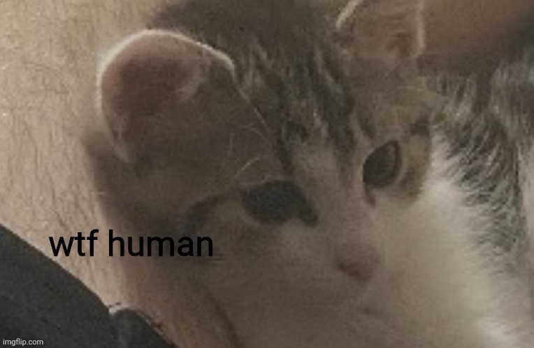 repost this cat, but everytime, add a new image. | image tagged in wtf human | made w/ Imgflip meme maker