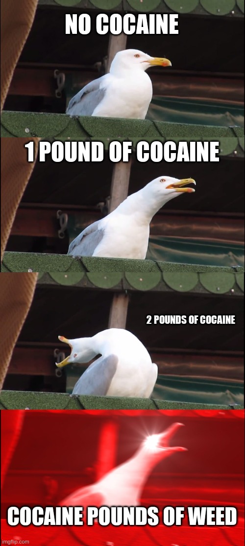 Cracked Bird | NO COCAINE; 1 POUND OF COCAINE; 2 POUNDS OF COCAINE; COCAINE POUNDS OF WEED | image tagged in memes,inhaling seagull,cocaine | made w/ Imgflip meme maker