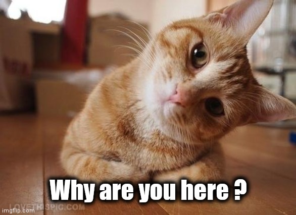 Curious Question Cat | Why are you here ? | image tagged in curious question cat | made w/ Imgflip meme maker