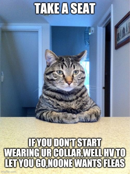 Take A Seat Cat Meme | TAKE A SEAT; IF YOU DON'T START WEARING UR COLLAR,WELL HV TO LET YOU GO,NOONE WANTS FLEAS | image tagged in memes,take a seat cat | made w/ Imgflip meme maker