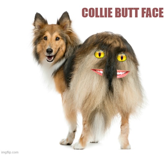 collie butt face | COLLIE BUTT FACE | image tagged in dog,butt | made w/ Imgflip meme maker