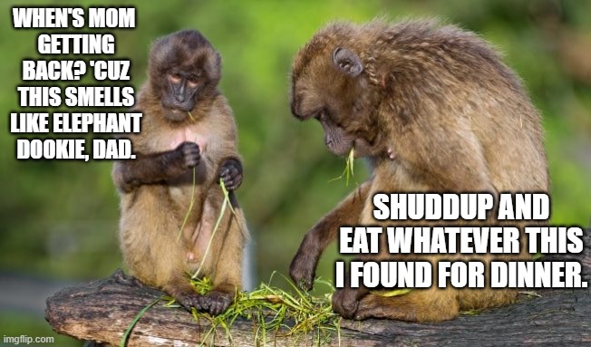Baboon Dinner Time. | WHEN'S MOM 
GETTING
BACK? 'CUZ THIS SMELLS LIKE ELEPHANT
DOOKIE, DAD. SHUDDUP AND EAT WHATEVER THIS I FOUND FOR DINNER. | image tagged in baboon,dinner,elephant poop,shuddup,father,child | made w/ Imgflip meme maker