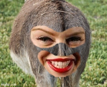Cute donkey butt | image tagged in cute kylie ass,kylie minogue,cute jackass,animals | made w/ Imgflip meme maker