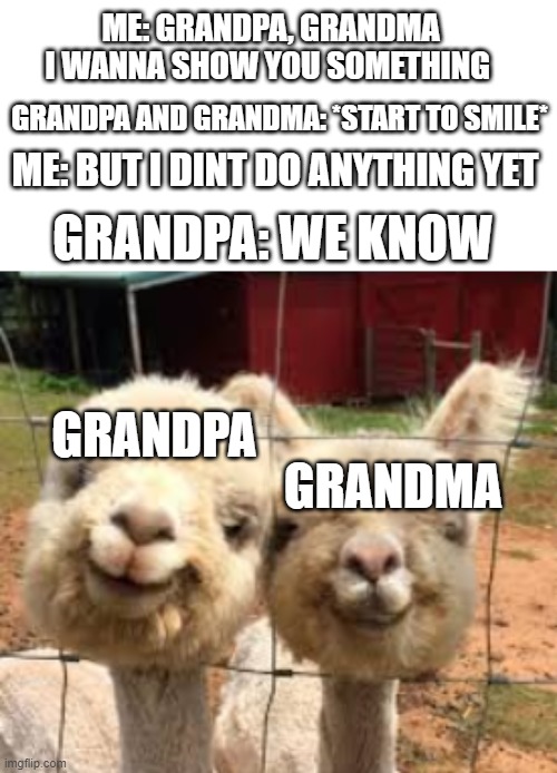 I love my grandparents | ME: GRANDPA, GRANDMA I WANNA SHOW YOU SOMETHING; GRANDPA AND GRANDMA: *START TO SMILE*; GRANDPA: WE KNOW; ME: BUT I DINT DO ANYTHING YET; GRANDPA; GRANDMA | image tagged in grandma,grandpa,i love you | made w/ Imgflip meme maker