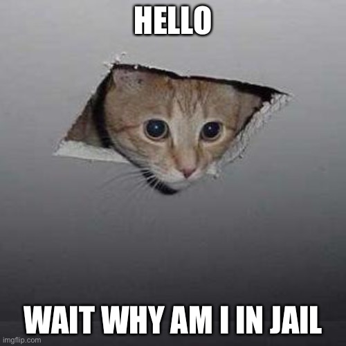 Ceiling Cat | HELLO; WAIT WHY AM I IN JAIL | image tagged in memes,ceiling cat | made w/ Imgflip meme maker