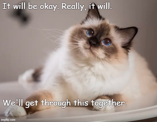 It will be okay. | It will be okay. Really, it will. We'll get through this together. | image tagged in cats | made w/ Imgflip meme maker